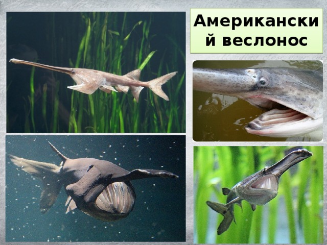 Американский веслонос