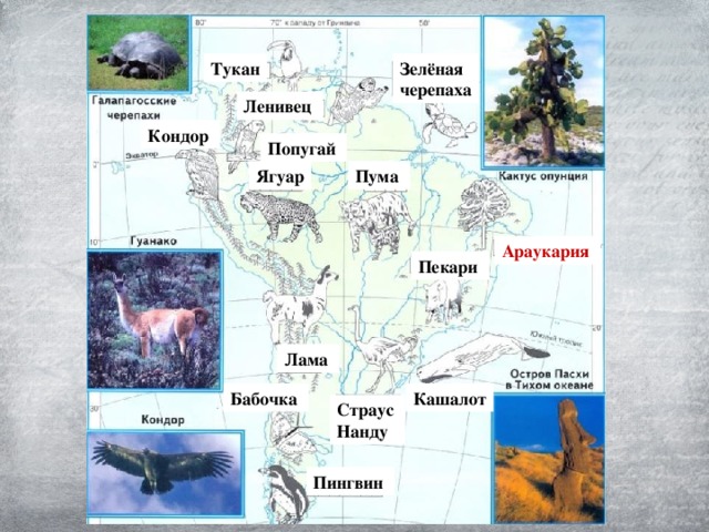 Зелёная черепаха Тукан Ленивец Кондор Попугай Пума Ягуар Араукария Пекари Лама Бабочка Кашалот Страус Нанду Пингвин