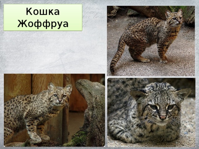 Кошка Жоффруа