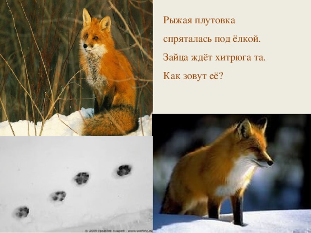 Рыжая плутовка спряталась под ёлкой. Зайца ждёт хитрюга та. Как зовут её? Где живёт лиса? (в норе) Кто у лисы детки? (лисята) . Какая у лисички шубка? (теплая, пушистая, рыжая) Не меняет окраску Не готовит жилище Не делает припасы   