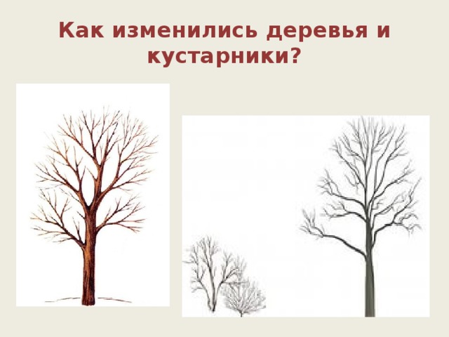 Как изменились деревья и кустарники? стоят голые, без листьев   они сбрасывают листву, что бы от снега зимой ветки не ломались.  