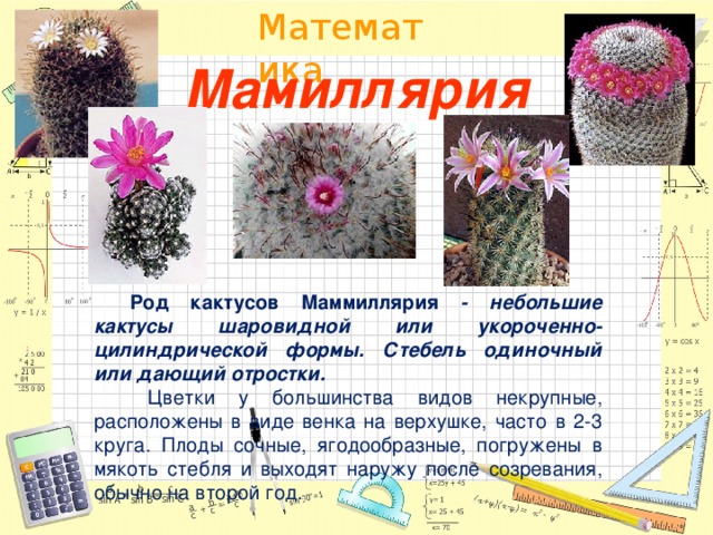 Мамиллярия  Род кактусов Маммиллярия - небольшие кактусы шаровидной или укороченно-цилиндрической формы. Стебель одиночный или дающий отростки.   Цветки у большинства видов некрупные, расположены в виде венка на верхушке, часто в 2-3 круга. Плоды сочные, ягодообразные, погружены в мякоть стебля и выходят наружу после созревания, обычно на второй год. 