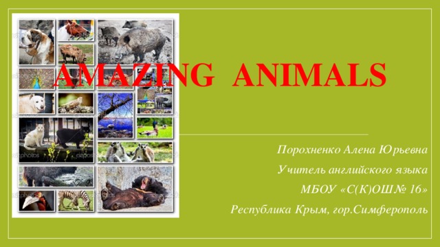 AMAZING ANIMALS Порохненко Алена Юрьевна Учитель английского языка МБОУ «С(К)ОШ№ 16» Республика Крым, гор.Симферополь