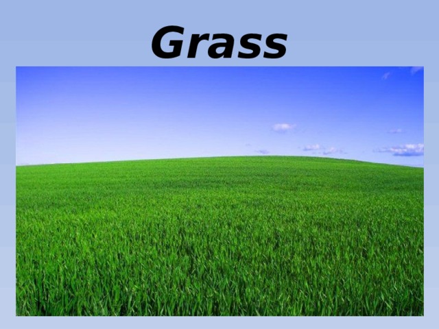 Grass 