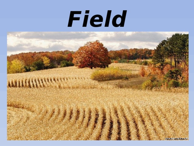 Field 
