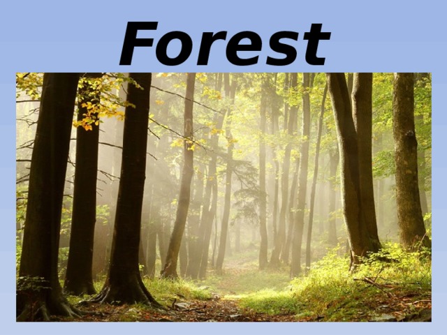 Forest 