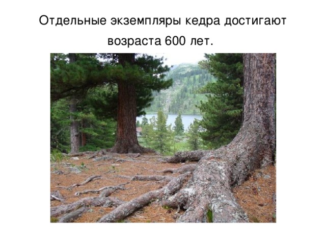 Отдельные экземпляры кедра достигают возраста 600 лет.  