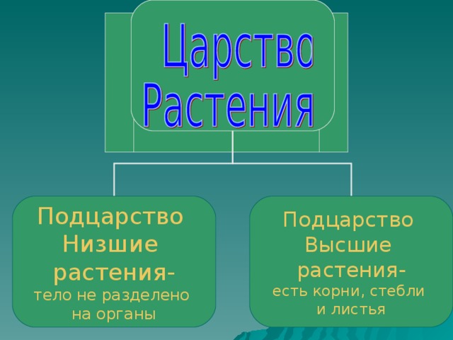 Подцарство Низшие растения- тело не разделено на органы Подцарство Высшие растения- есть корни, стебли и листья 