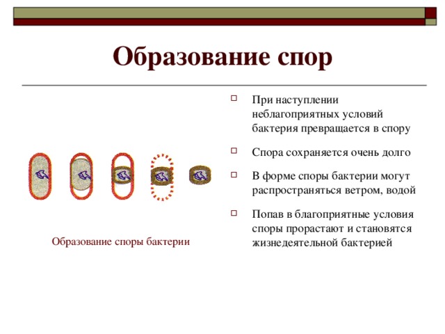 Образование спор При наступлении неблагоприятных условий бактерия превращается в спору  Спора сохраняется очень долго  В форме споры бактерии могут распространяться ветром, водой  Попав в благоприятные условия споры прорастают и становятся жизнедеятельной бактерией Образование споры бактерии
