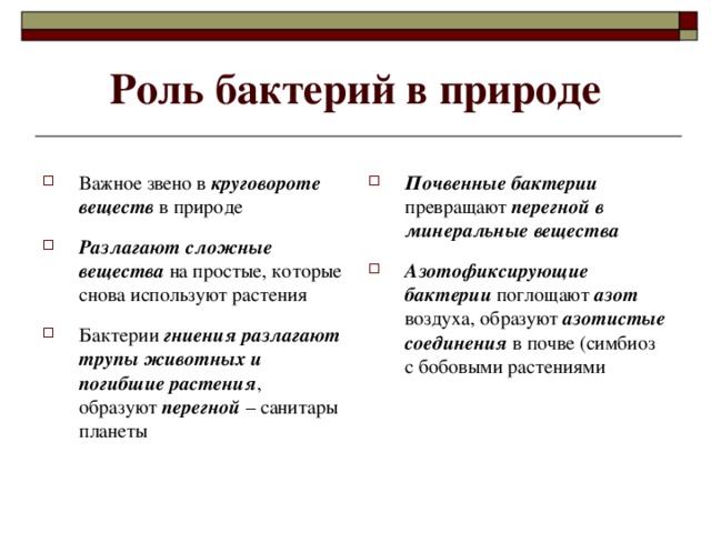 Роль бактерий в природе