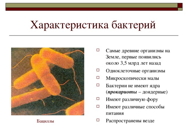 Характеристика бактерий Самые древние организмы на Земле, первые появились около 3,5 млрд лет назад Одноклеточные организмы Микроскопически малы Бактерии не имеют ядра ( прокариоты – доядерные) Имеют различную фору Имеют различные способы питания Распространены везде Бациллы