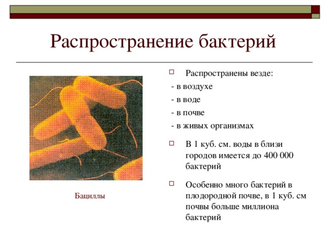 Распространение бактерий Распространены везде:  - в воздухе  - в воде  - в почве  - в живых организмах В 1 куб. см. воды в близи городов имеется до 400 000 бактерий  Особенно много бактерий в плодородной почве, в 1 куб. см почвы больше миллиона бактерий Бациллы