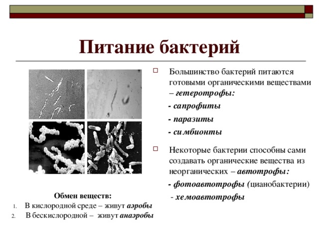 Питание бактерий Большинство бактерий питаются готовыми органическими веществами – гетеротрофы:  - сапрофиты  - паразиты  - симбионты  Некоторые  бактерии способны сами создавать органические вещества из неорганических – автотрофы:  - фотоавтотрофы ( цианобактерии)  - хемоавтотрофы Обмен веществ: