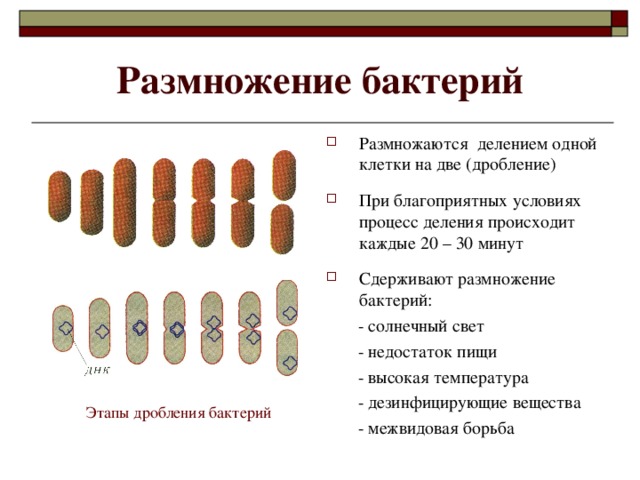 Размножение бактерий Размножаются делением одной клетки на две (дробление)  При благоприятных условиях процесс деления происходит каждые 20 – 30 минут  Сдерживают размножение бактерий:  - солнечный свет  - недостаток пищи  - высокая температура  - дезинфицирующие вещества  - межвидовая борьба Этапы дробления бактерий