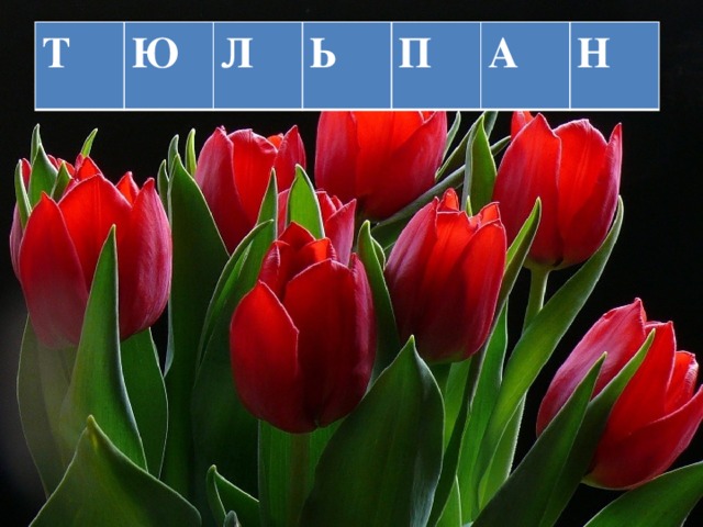 Т Ю Л Ь П А Н 