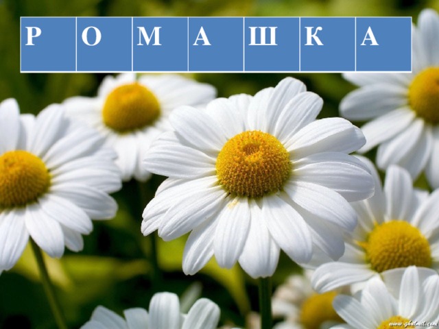 Р О М А Ш К А 