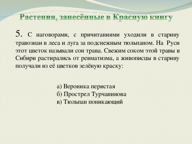 5. С наговорами, с причитаниями уходили в старину травознаи в леса и луга за подснежным тюльпаном. На Руси этот цветок называли сон трава. Свежим соком этой травы в Сибири растирались от ревматизма, а живописцы в старину получали из её цветков зелёную краску: а) Вероника перистая б) Прострел Турчанинова в) Тюльпан поникающий а) Вероника перистая б) Прострел Турчанинова в) Тюльпан поникающий 