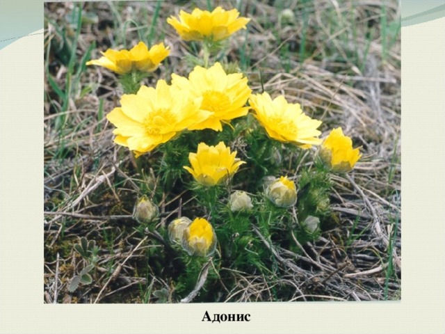 Адонис 