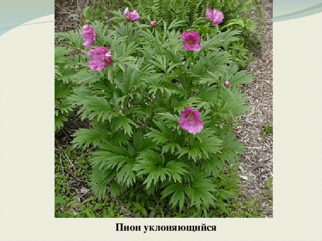 Пион уклоняющийся 