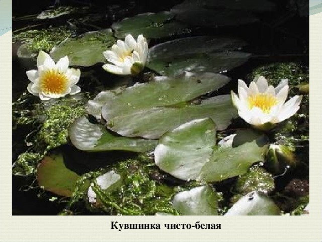 Кувшинка чисто-белая 