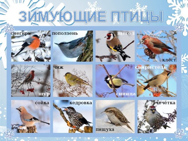 щегол поползень снегирь клёст свиристель чиж синица щур кедровка сойка чечётка пищуха  