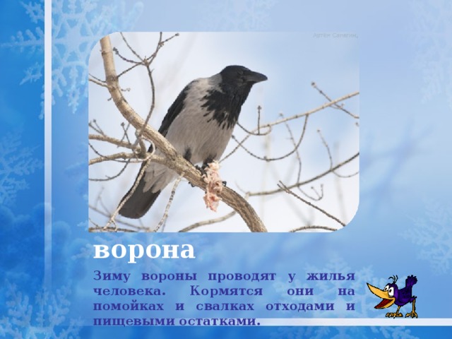 ворона Зиму вороны проводят у жилья человека. Кормятся они на помойках и свалках отходами и пищевыми остатками. 