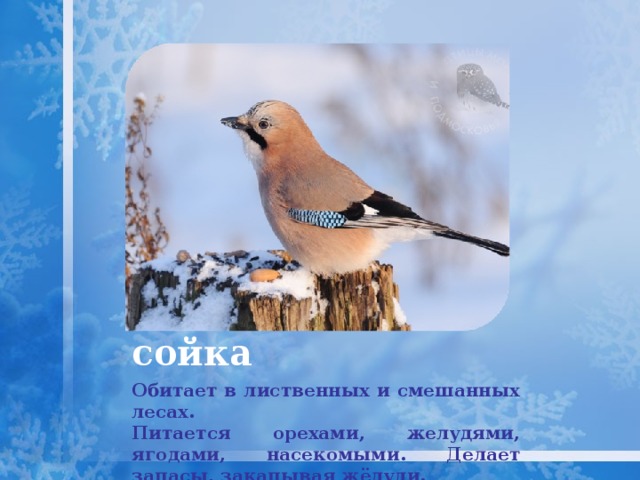 сойка Обитает в лиственных и смешанных лесах.  Питается орехами, желудями, ягодами, насекомыми. Делает запасы, закапывая жёлуди. 
