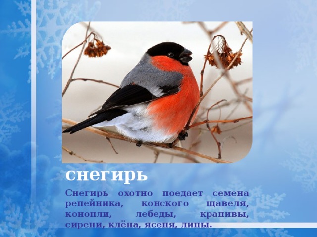 снегирь Снегирь охотно поедает семена репейника, конского щавеля, конопли, лебеды, крапивы, сирени, клёна, ясеня, липы. 