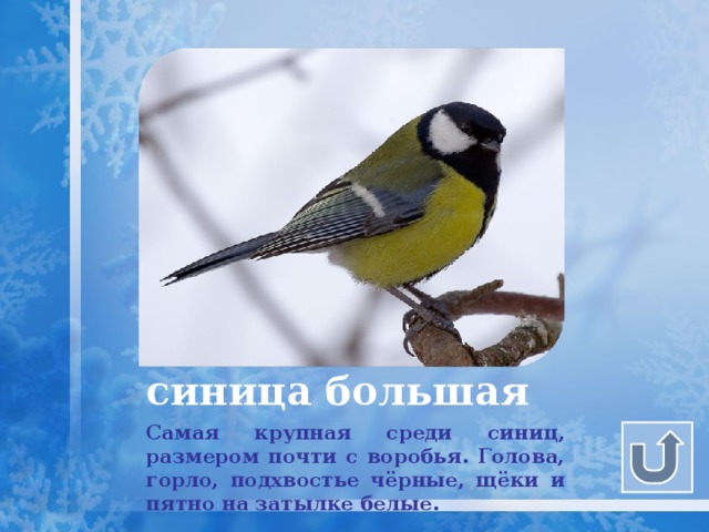 синица большая Самая крупная среди синиц, размером почти с воробья. Голова, горло, подхвостье чёрные, щёки и пятно на затылке белые. 