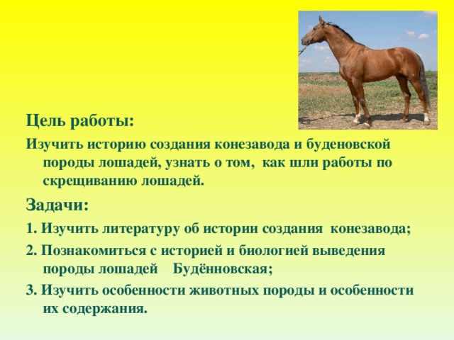 История выведения пород лошадей проект