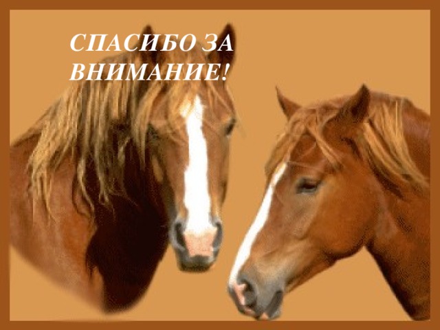 Картинка про проект с лошадью