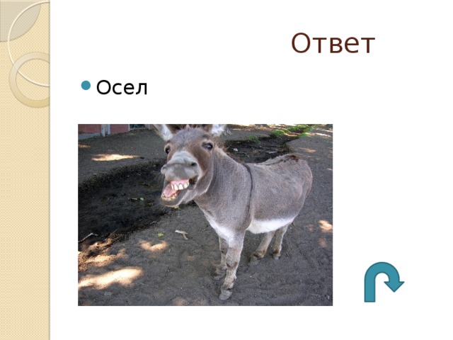  Ответ Осел 
