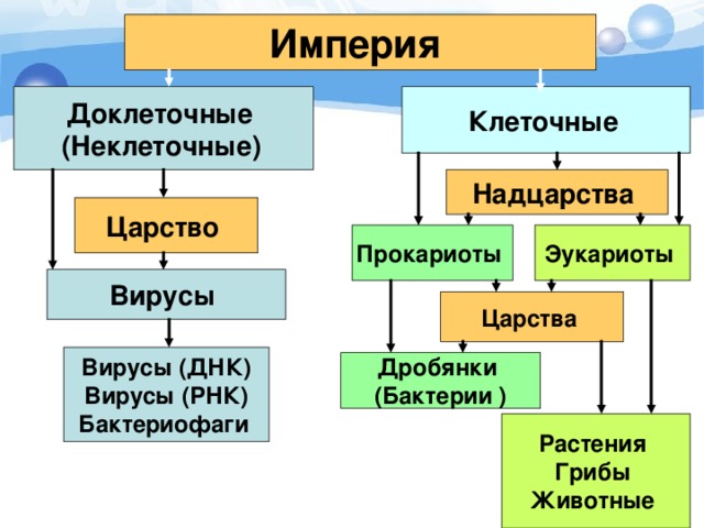 Империя Клеточные  Доклеточные (Неклеточные)  Надцарства Царство Прокариоты Эукариоты Вирусы Царства  Вирусы (ДНК) Вирусы (РНК) Бактериофаги  Дробянки (Бактерии ) Растения Грибы Животные 