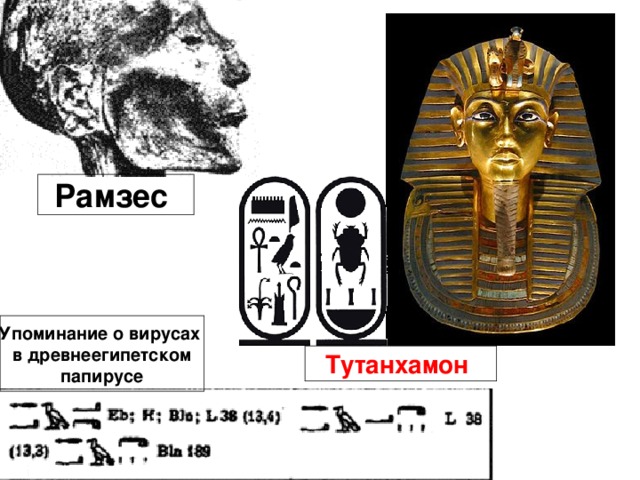 Рамзес Упоминание о вирусах в древнеегипетском папирусе Тутанхамон 