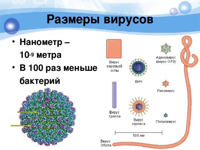 Размеры вирусов Нанометр –  10 -9 метра В 100 раз меньше  бактерий 