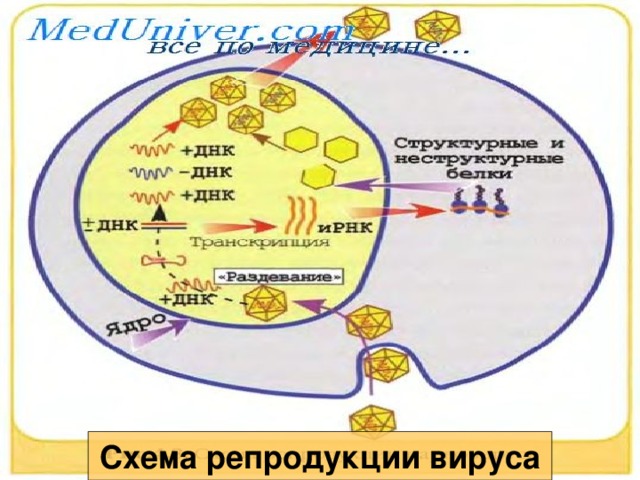 Схема репродукции вируса 