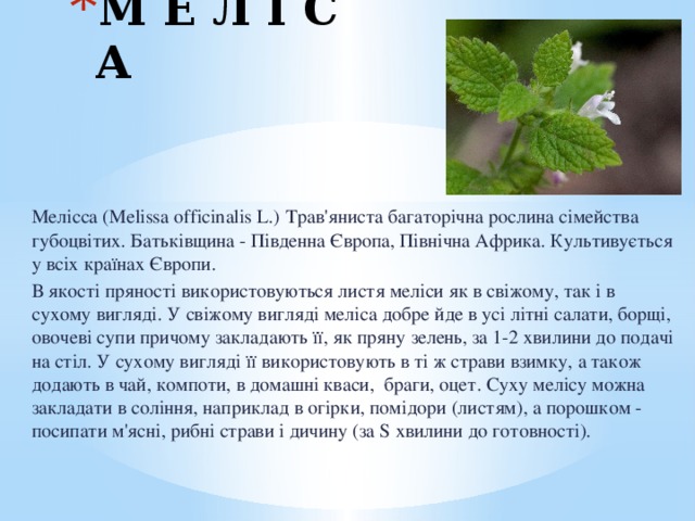 М Е Л І С А Мелісса (Melissa officinalis L.) Трав'яниста багаторічна рослина сімейства губоцвітих. Батьківщина - Південна Європа, Північна Африка. Культивується у всіх країнах Європи. В якості пряності використовуються листя меліси як в свіжому, так і в сухому вигляді. У свіжому вигляді меліса добре йде в усі літні салати, борщі, овочеві супи причому закладають її, як пряну зелень, за 1-2 хвилини до подачі на стіл. У сухому вигляді її використовують в ті ж страви взимку, а також додають в чай, компоти, в домашні кваси, браги, оцет. Суху мелісу можна закладати в соління, наприклад в огірки, помідори (листям), а порошком - посипати м'ясні, рибні страви і дичину (за S хвилини до готовності). 