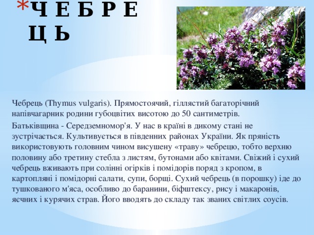 Ч Е Б Р Е Ц Ь Чебрець (Thymus vulgaris). Прямостоячий, гіллястий багаторічний напівчагарник родини губоцвітих висотою до 50 сантиметрів. Батьківщина - Середземномор'я. У нас в країні в дикому стані не зустрічається. Культивується в південних районах України. Як пряність використовують головним чином висушену «траву» чебрецю, тобто верхню половину або третину стебла з листям, бутонами або квітами. Свіжий і сухий чебрець вживають при солінні огірків і помідорів поряд з кропом, в картопляні і помідорні салати, супи, борщі. Сухий чебрець (в порошку) іде до тушкованого м'яса, особливо до баранини, біфштексу, рису і макаронів, яєчних і курячих страв. Його вводять до складу так званих світлих соусів. 