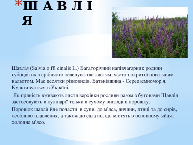 Ш А В Л І Я Шавлія (Salvia o ffi cinalis L.) Багаторічний напівчагарник родини губоцвітих з сріблясто-зеленуватою листям, часто покритої повстяним нальотом. Має десятки різновидів. Батьківщина - Середземномор'я. Культивується в Україні.  Як пряність вживають листя верхівки рослини разом з бутонами Шавлія застосовують в кулінарії тільки в сухому вигляді в порошку. Порошок шавлії йде почасти в супи, до м'яса, дичини, птиці та до сирів, особливо плавлених, а також до салатів, що містять в основному яйця і холодне м'ясо. 3 