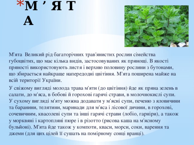 М ’ Я Т А М'ята Великий рід багаторічних трав'янистих рослин сімейства губоцвітих, що має кілька видів, застосовуваних як прянощі. В якості пряності використовують листя і верхню половину рослини з бутонами, що збирається найкраще напередодні цвітіння. М'ята поширена майже на всій території України. У свіжому вигляді молода трава м'яти (до цвітіння) йде як пряна зелень в салати, до м'яса, в бобові й горохові гарячі страви, в молочнокислі супи. У сухому вигляді м'яту можна додавати у м'ясні супи, печеню з яловичини та баранини, телятини, маринади для м'яса і лісової дичини, в горохові, сочевичним, квасолеві супи та інші гарячі страви (лобіо, гарніри), а також у морквяні і картопляні пюре і в різотто (рисова каша на м'ясному бульйоні). М'ята йде також у компоти, кваси, морси, соки, варення та джеми (для цих цілей її сушать на помірному сонці вранці). 