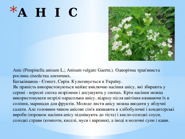 А Н І С   Аніс (Pimpinella anisum L.; Anisum vulgare Gaertn.). Однорічна трав'яниста рослина сімейства зонтичних.  Батьківщина - Єгипет, Сирія. Культивується в Україну.  Як пряність використовуються майже виключно насіння анісу, які збирають у серпні - вересні злегка незрілими і досушують у снопах. Крім насіння можна використовувати незрілі парасольки анісу, відразу після цвітіння вживаючи їх в соління, маринади для фруктів. Молоде листя анісу можна вводити у яблучні салати. Але головним чином анісове сім'я вживають в хлібобулочні і кондитерські вироби (порошок насіння анісу підмішують до тіста) і кисло-солодкі соуси, солодкі страви (компоти, киселі, муси і варення), а іноді в молочні супи і каши. 