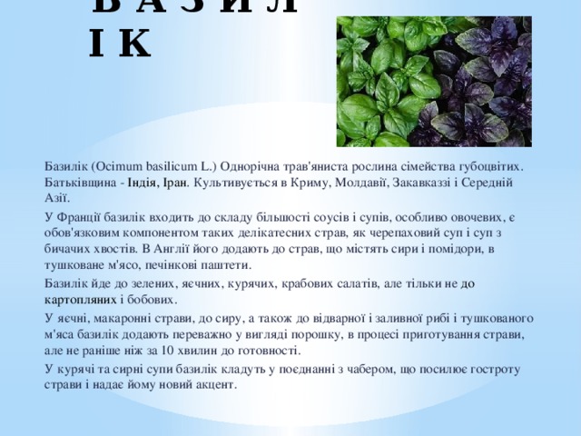 Б А З И Л І К Базилік (Ocimum basilicum L.) Однорічна трав'яниста рослина сімейства губоцвітих. Батьківщина - Індія, Іран . Культивується в Криму, Молдавії, Закавказзі і Середній Азії. У Франції базилік входить до складу більшості соусів і супів, особливо овочевих, є обов'язковим компонентом таких делікатесних страв, як черепаховий суп і суп з бичачих хвостів. В Англії його додають до страв, що містять сири і помідори, в тушковане м'ясо, печінкові паштети. Базилік йде до зелених, яєчних, курячих, крабових салатів, але тільки не до картопляних і бобових. У яєчні, макаронні страви, до сиру, а також до відварної і заливної рибі і тушкованого м'яса базилік додають переважно у вигляді порошку, в процесі приготування страви, але не раніше ніж за 10 хвилин до готовності. У курячі та сирні супи базилік кладуть у поєднанні з чабером, що посилює гостроту страви і надає йому новий акцент. 