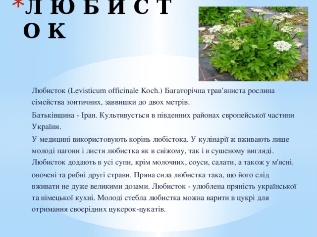 Л Ю Б И С Т О К Любисток (Levisticum officinale Koch.) Багаторічна трав'яниста рослина сімейства зонтичних, заввишки до двох метрів. Батьківщина - Іран. Культивується в південних районах європейської частини України. У медицині використовують корінь любістока. У кулінарії ж вживають лише молоді пагони і листя любистка як в свіжому, так і в сушеному вигляді. Любисток додають в усі супи, крім молочних, соуси, салати, а також у м'ясні. овочеві та рибні другі страви. Пряна сила любистка така, що його слід вживати не дуже великими дозами. Любисток - улюблена пряність української та німецької кухні. Молоді стебла любистка можна варити в цукрі для отримання своєрідних цукерок-цукатів. 