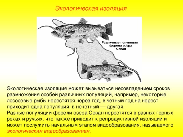 Экологическая изоляция Экологическая изоляция может вызываться несовпадением сроков размножения особей различных популяций, например, некоторые лососевые рыбы нерестятся через год, в четный год на нерест приходит одна популяция, в нечетный — другая. Разные популяции форели озера Севан нерестятся в разных горных реках и ручьях, что также приводит к репродуктивной изоляции и может послужить начальным этапом видообразования, называемого экологическим видообразованием .  