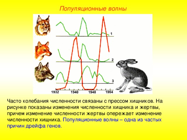 Популяционные волны Часто колебания численности связаны с прессом хищников. На рисунке показаны изменения численности хищника и жертвы, причем изменение численности жертвы опережает изменение численности хищника. Популяционные волны – одна из частых причин дрейфа генов.  