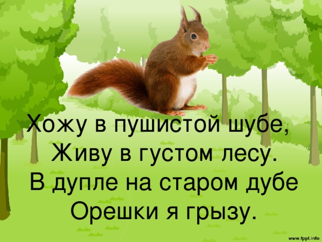 Хожу в пушистой шубе,  Живу в густом лесу.  В дупле на старом дубе  Орешки я грызу. 