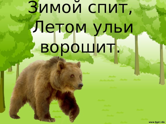 Зимой спит,   Летом ульи ворошит.    