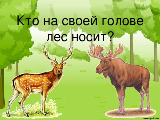 Кто на своей голове лес носит?   
