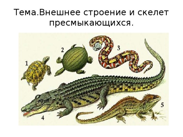 Тема.Внешнее строение и скелет пресмыкающихся. 