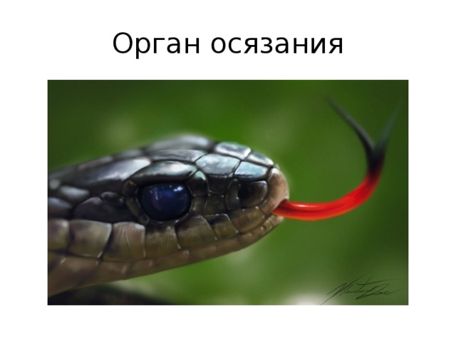 Орган осязания 